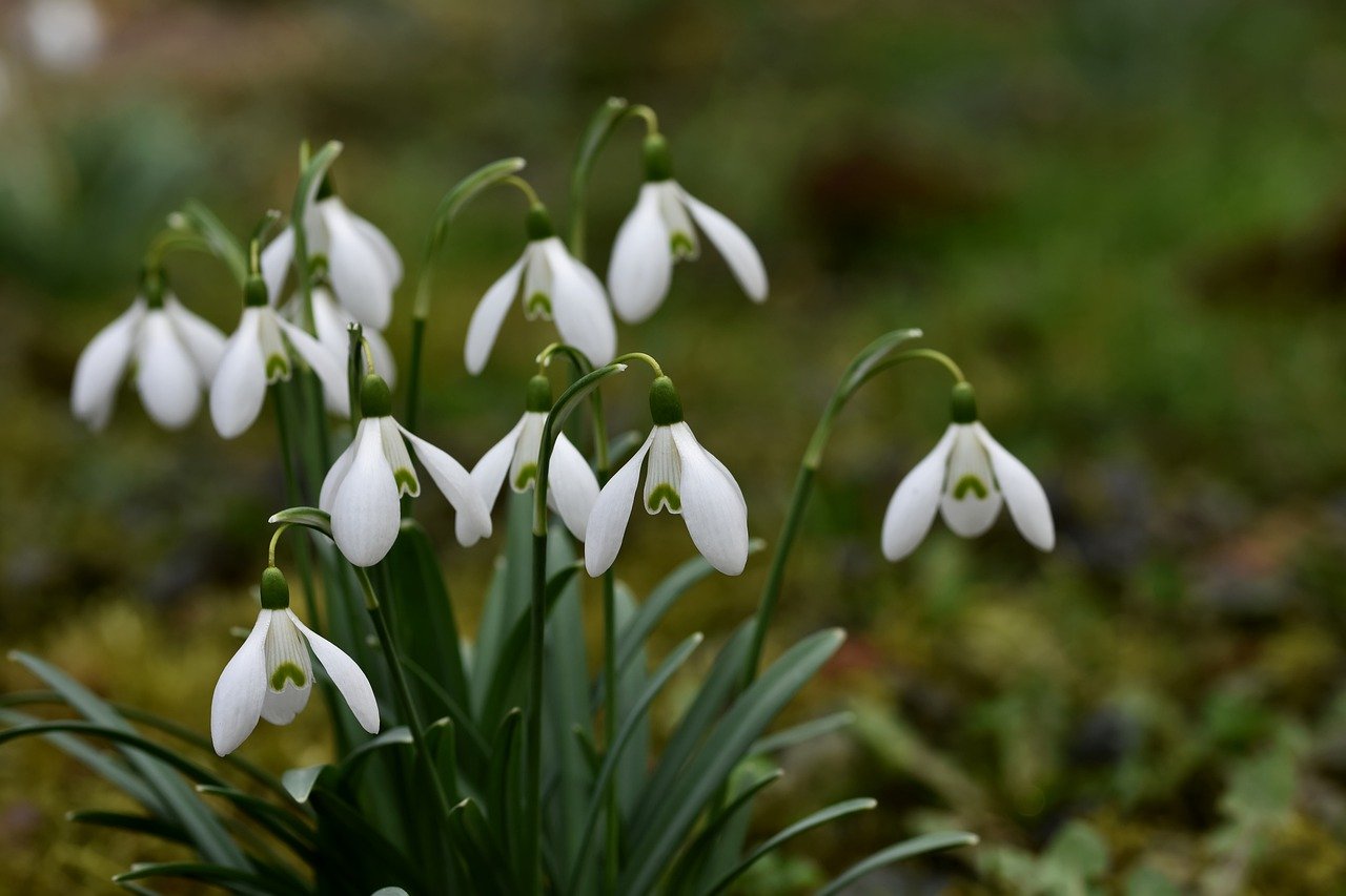 How to Create a Garden that Blooms Year-Round